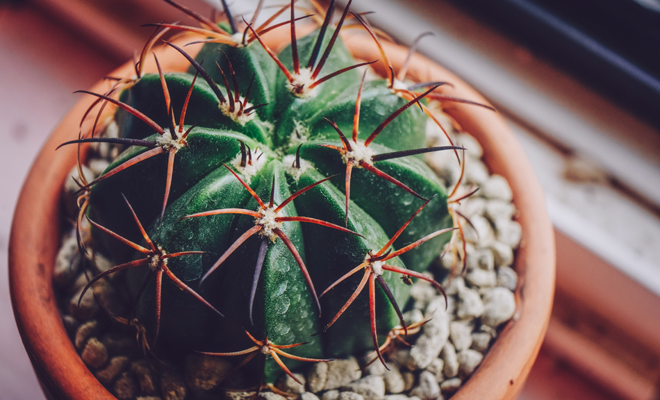 How To Take Care Of A Cactus In Arizona | Gardening Tips
