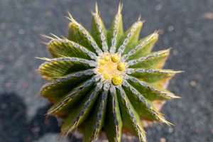 How To Save A Dying Cactus