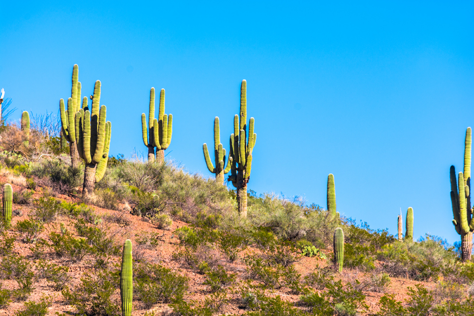 How Much Do Saguaro Cactus Cost Archives - Desert Foothills Gardens