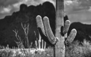 sonoran desert saguaro cactus