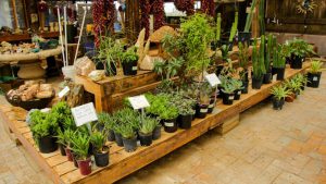 Raised Cactus Beds