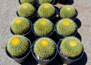 Rows Of Cacti