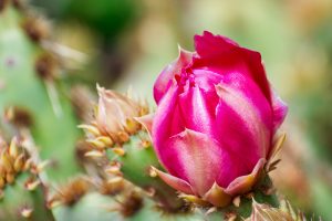 How To Grow Prickly Pear Cactus