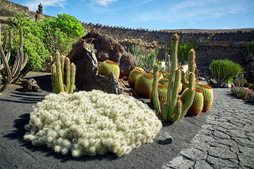 The Best Way To Trim A Cactus - 4 Causes - Desert Foothills Gardens