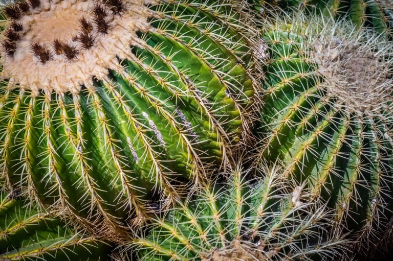 Why Is My Cactus Turning Yellow? Desert Foothills Gardens