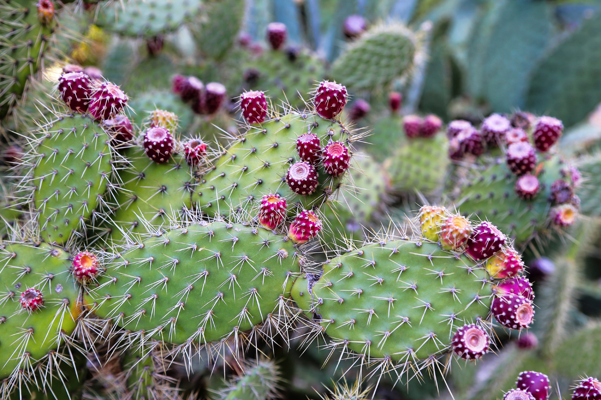 Full Sun Succulents In Arizona - Desert Foothills Gardens Nursery Inc.