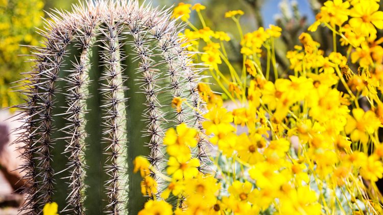 how much does a saguaro cactus cost